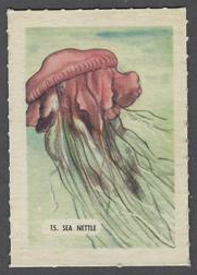 15 Sea Nettle